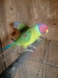 beautiful parrot pair Available