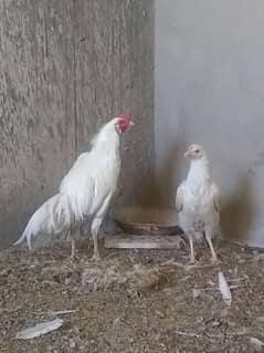 Aseel herra ka breeder pair