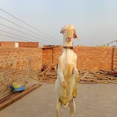 rajanpuri Bakra hy