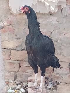 Black thai aseel hen 03281109511