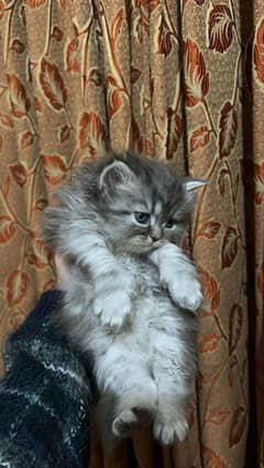 Triple coated Punch faced Persian Kittens