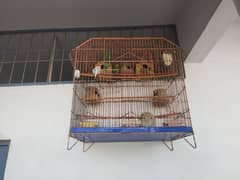 bajri birds 2 pear with cage