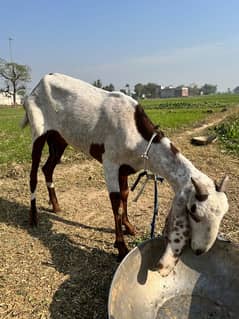 Desi Bakri Sath 2 bachon ka pair ha