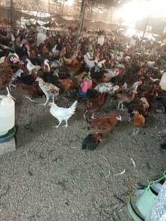 Golden Misri Hens and Cocks– Farm-Raised مصری دیسی برائے فروخت