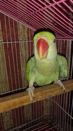 Raw Parrot | Raw green parrot/parrot for sale