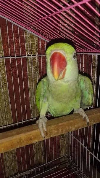 Raw Parrot | Raw green parrot/parrot for sale 0