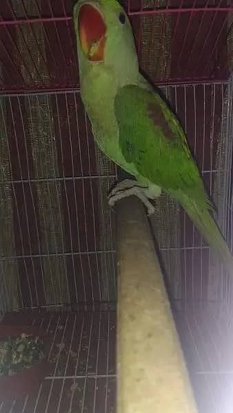 Raw Parrot | Raw green parrot/parrot for sale 1