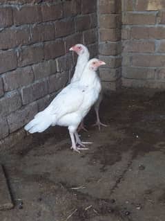 two female pure paper white