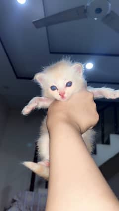 beautiful triple coated fur ginger cat