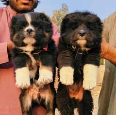 king alabai puppies pair available for sale