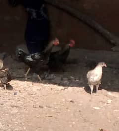 Golden misir Mail and female Both Hen for sale