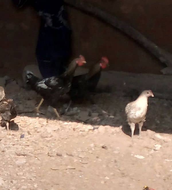 Golden misir Mail and female Both Hen for sale 0