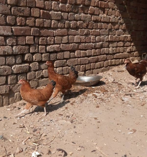 Golden misir Mail and female Both Hen for sale 1