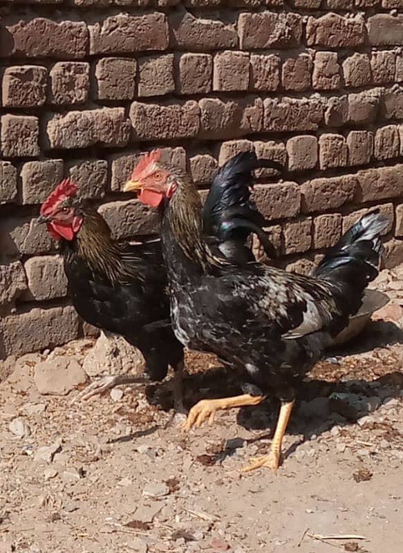 Golden misir Mail and female Both Hen for sale 2