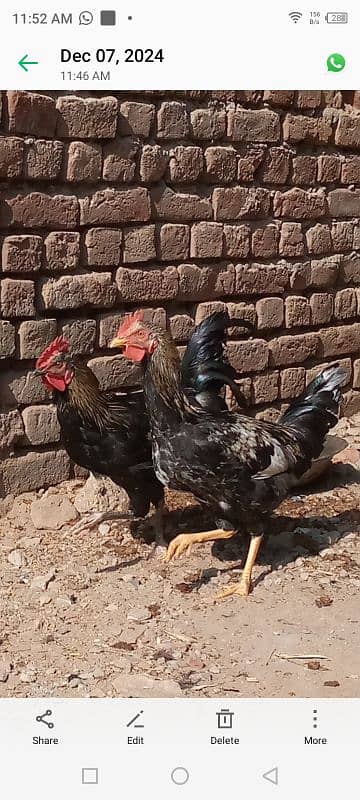 Golden misir Mail and female Both Hen for sale 3