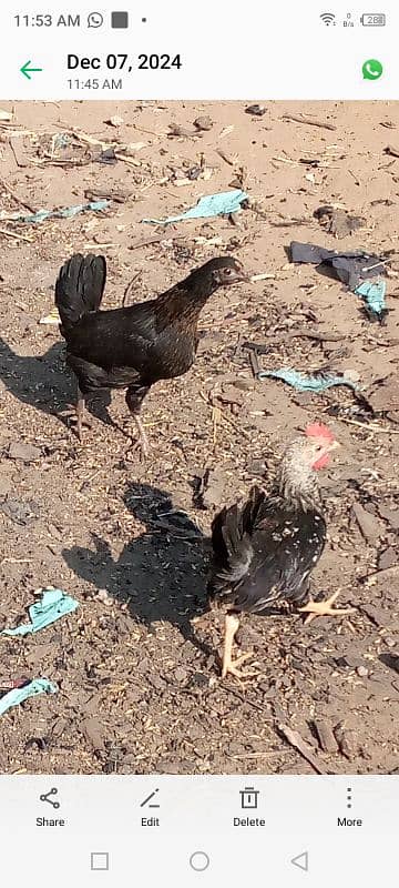 Golden misir Mail and female Both Hen for sale 4