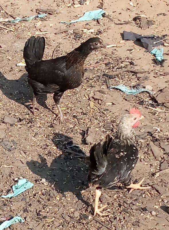 Golden misir Mail and female Both Hen for sale 5