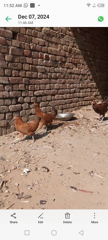 Golden misir Mail and female Both Hen for sale 6