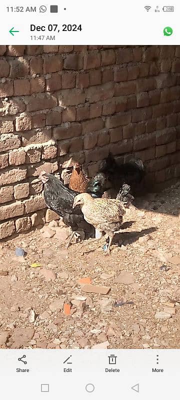 Golden misir Mail and female Both Hen for sale 7