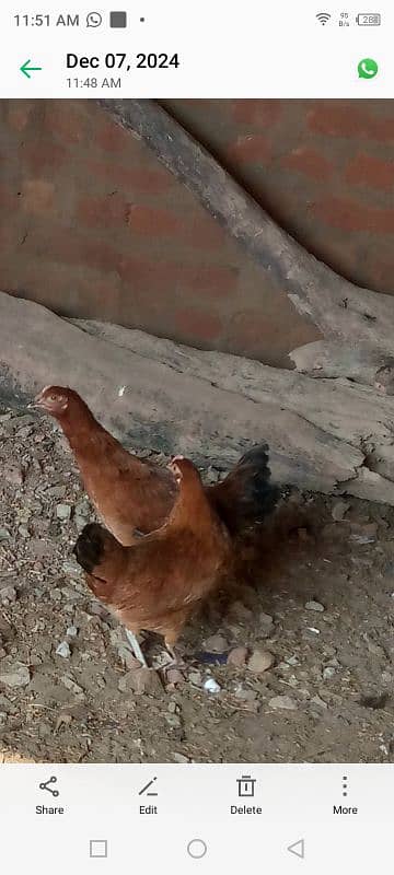 Golden misir Mail and female Both Hen for sale 9