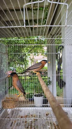 European Starling | Brahminy starling | exotic pet | Starling