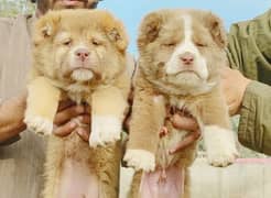 King alabai pair puppies available for sale