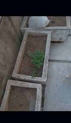 Iam selling plant pots made out of cement.