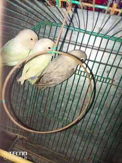 Love birds