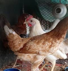 Desi Misri Hen / Golden Misri Hen / Near To Egg Laying Hen