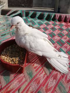 white dove two chick