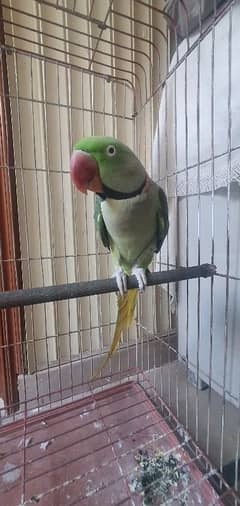 Raw Parrot For Sale