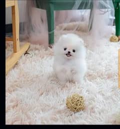 Pomeranian puppies 03367222746