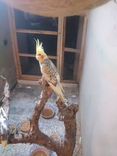 Cockatiel parrots "tamed"