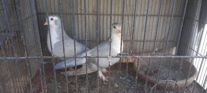 sherazi breeder pair available 0