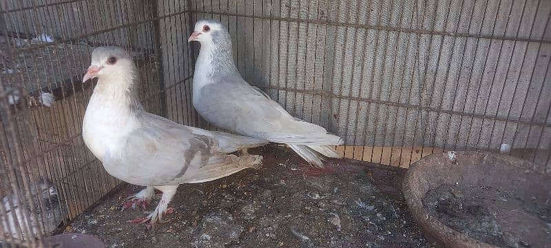 sherazi breeder pair available 1