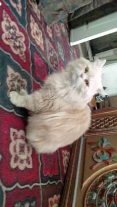 beautiful persian cat male fit and healthy no loosy play well