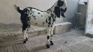 Bakra