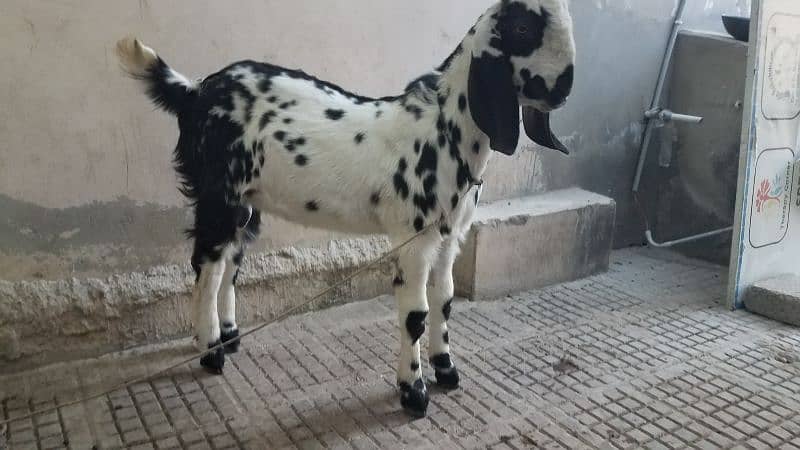 Bakra for sale. . 0