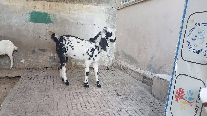 Bakra for sale. . 1