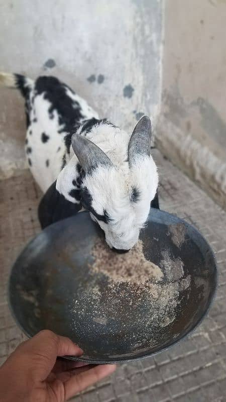 Bakra for sale. . 2