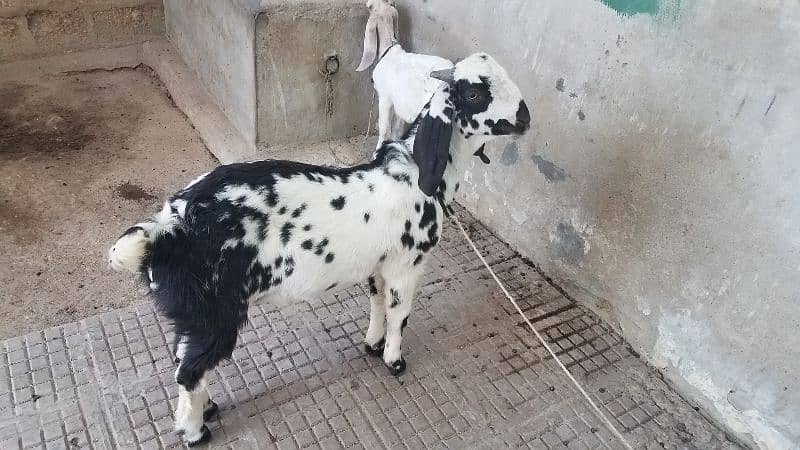 Bakra for sale. . 3