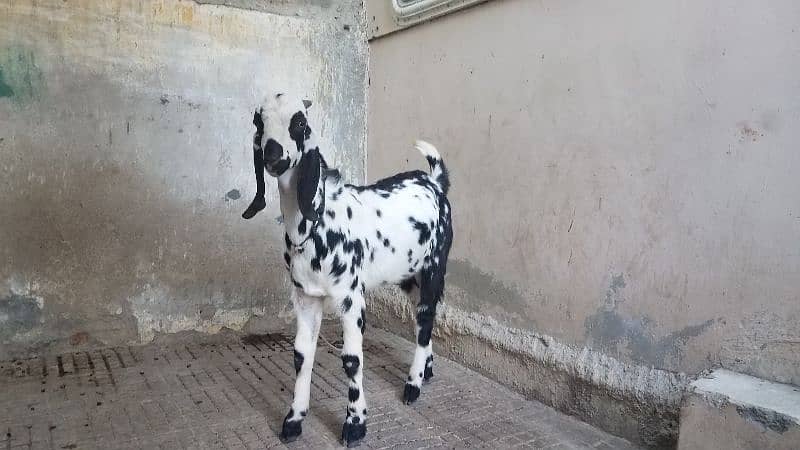 Bakra for sale. . 5