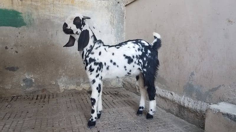 Bakra for sale. . 6