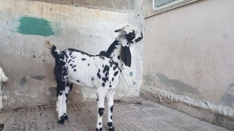 Bakra for sale. . 8