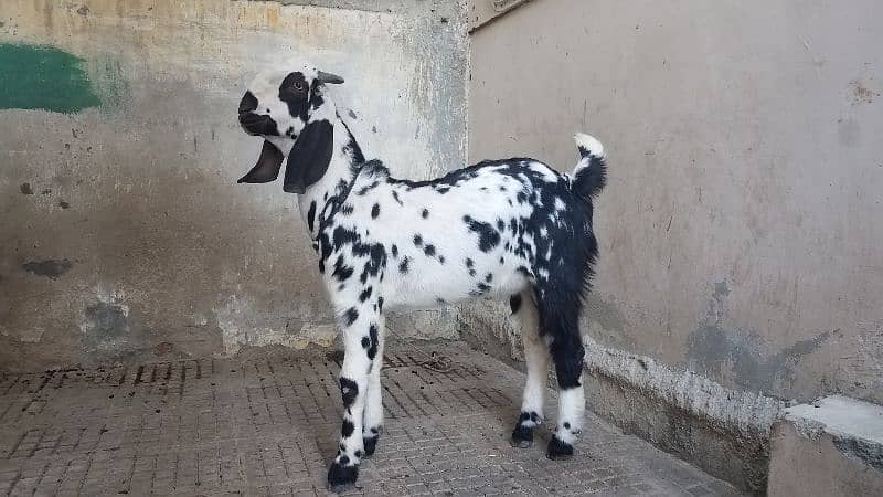 Bakra for sale. . 10