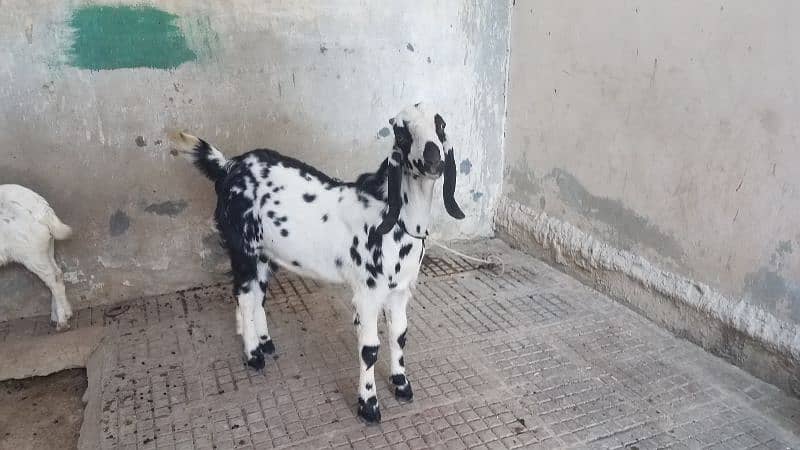 Bakra for sale. . 11