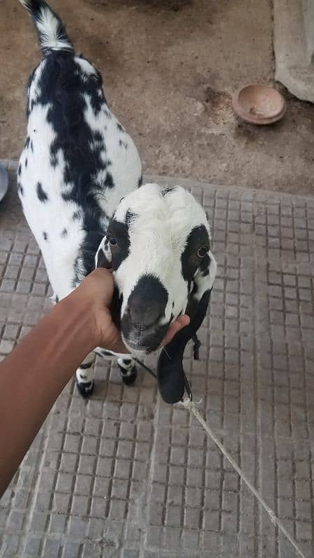 Bakra for sale. . 12