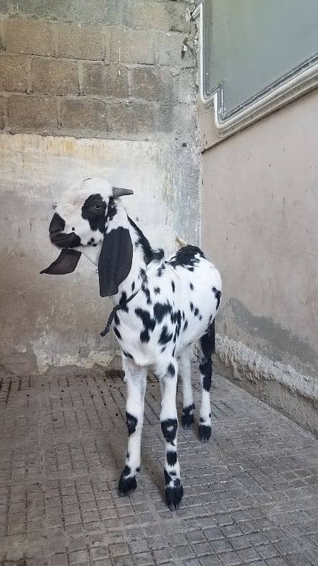 Bakra for sale. . 14