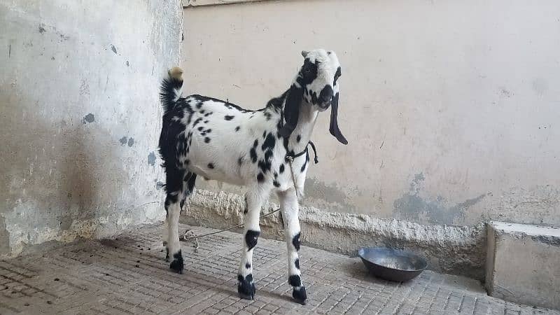 Bakra for sale. . 15