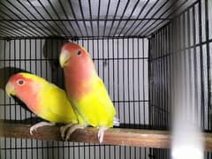 love birds for sale